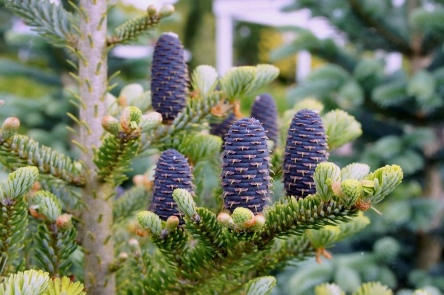 Ель Abies Koreana