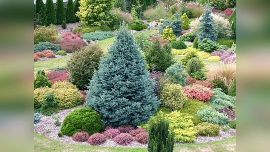 Ель Коника рокарий