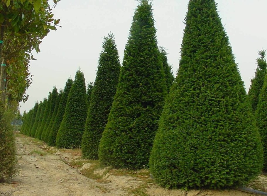 Кипарис вечнозеленый (Cupressus sempervirens)