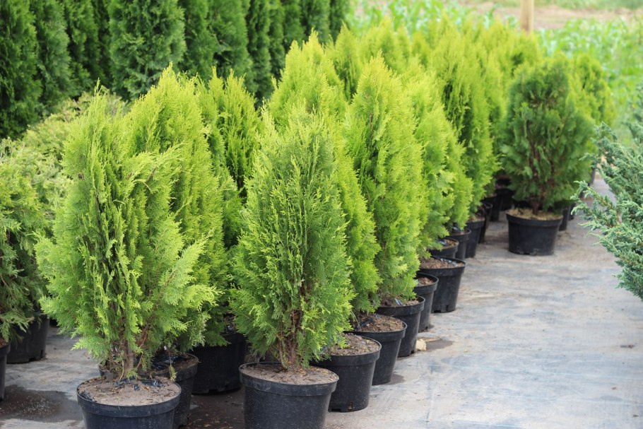 Туи можжевельники кипарисовик