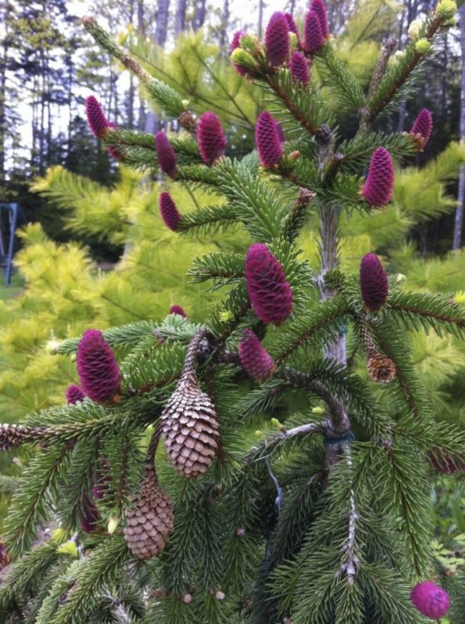 Ель Picea Abies Acrocona