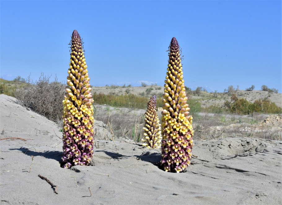 Флора пустыни