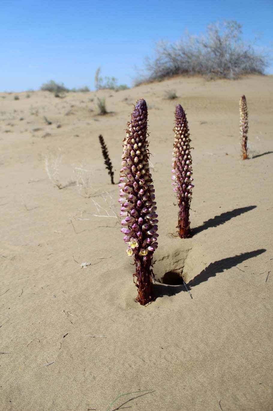 Цистанхе Flava