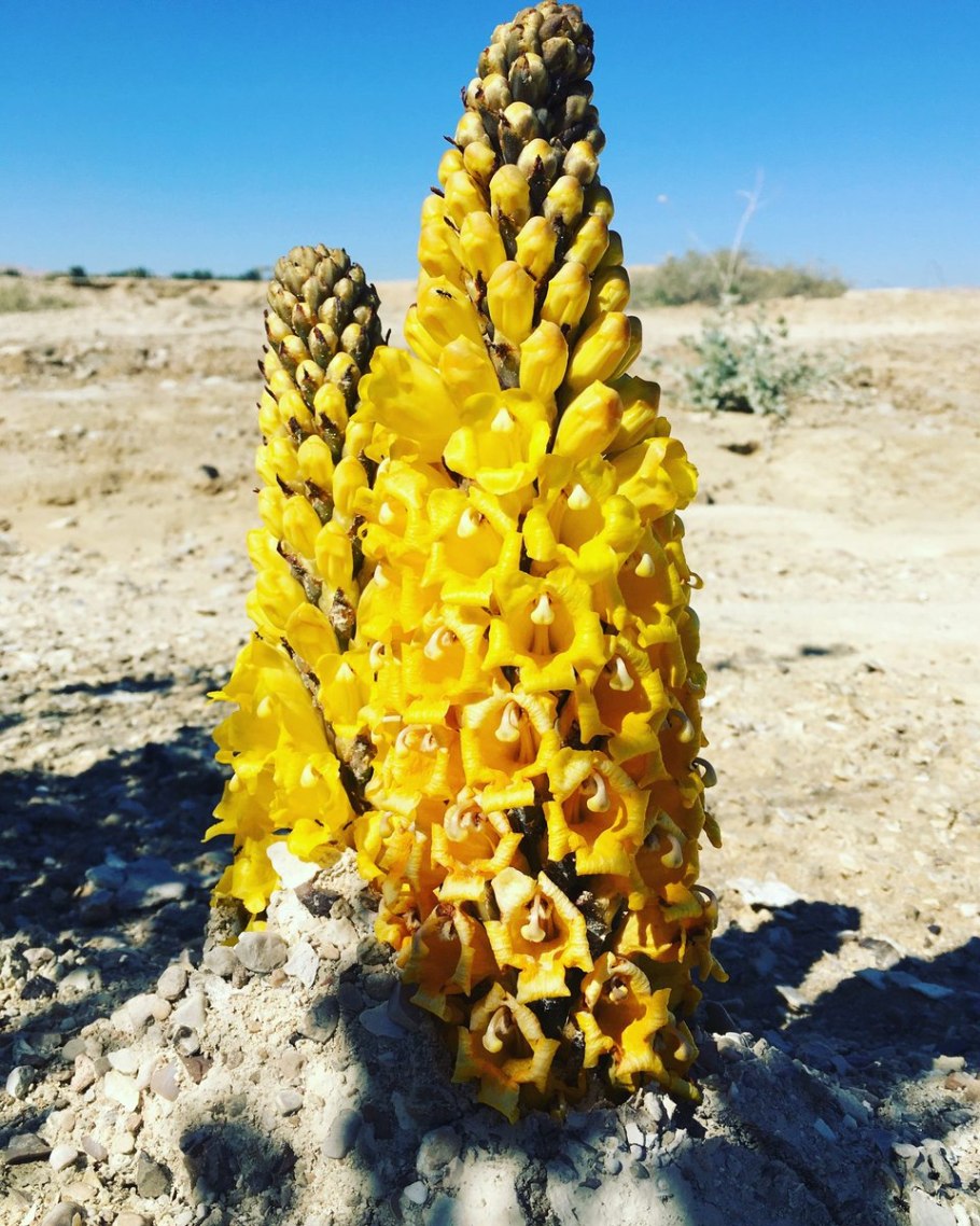 Заразиха цистанхе