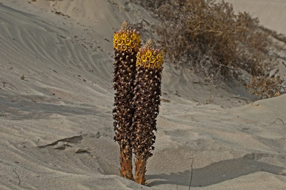 Женьшень пустыни цистанхе