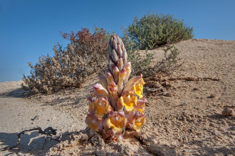 Haloxylon salicornicum