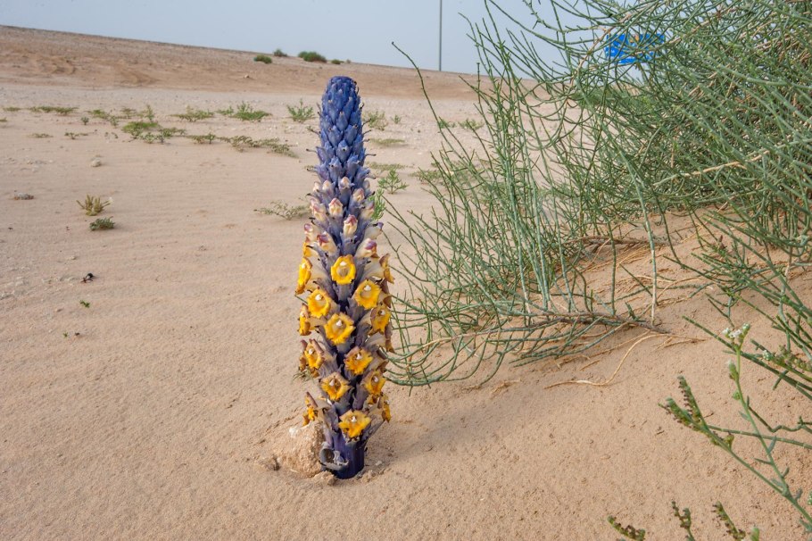 Женьшень пустыни цистанхе