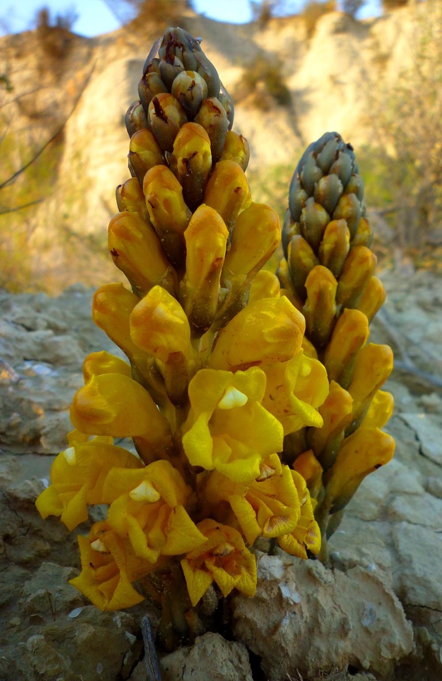 Заразиха цистанхе