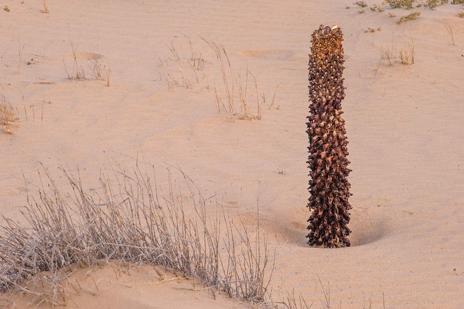 Заразиха цистанхе