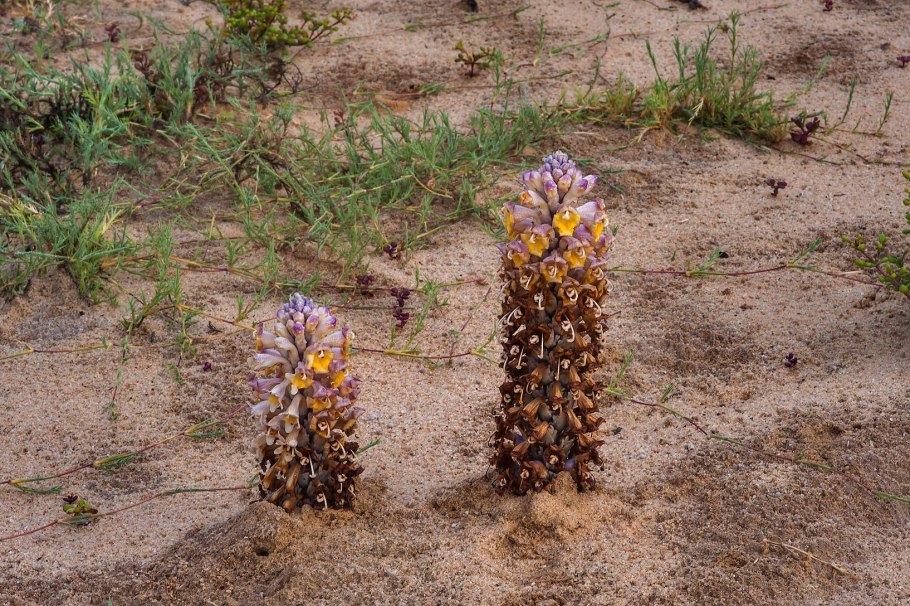 Цистанхе фиолетовая