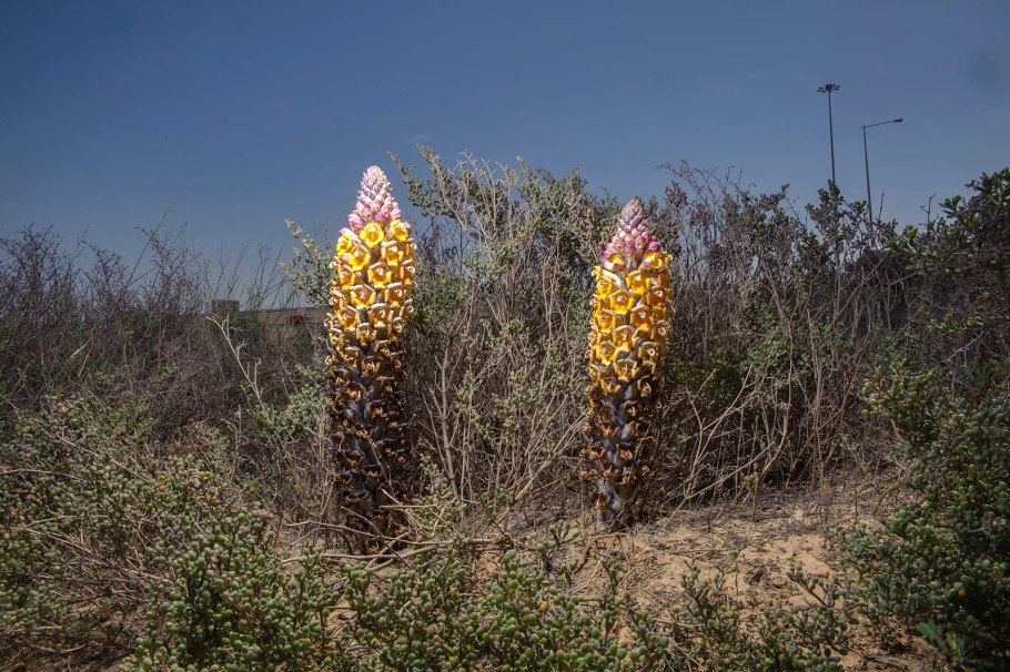 Египетская (бахчевая) заразиха