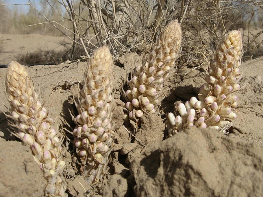 Цистанхе пустынная