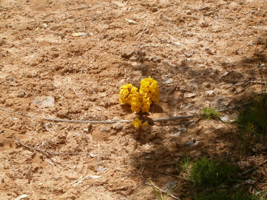 Настойка из корня цистанхе