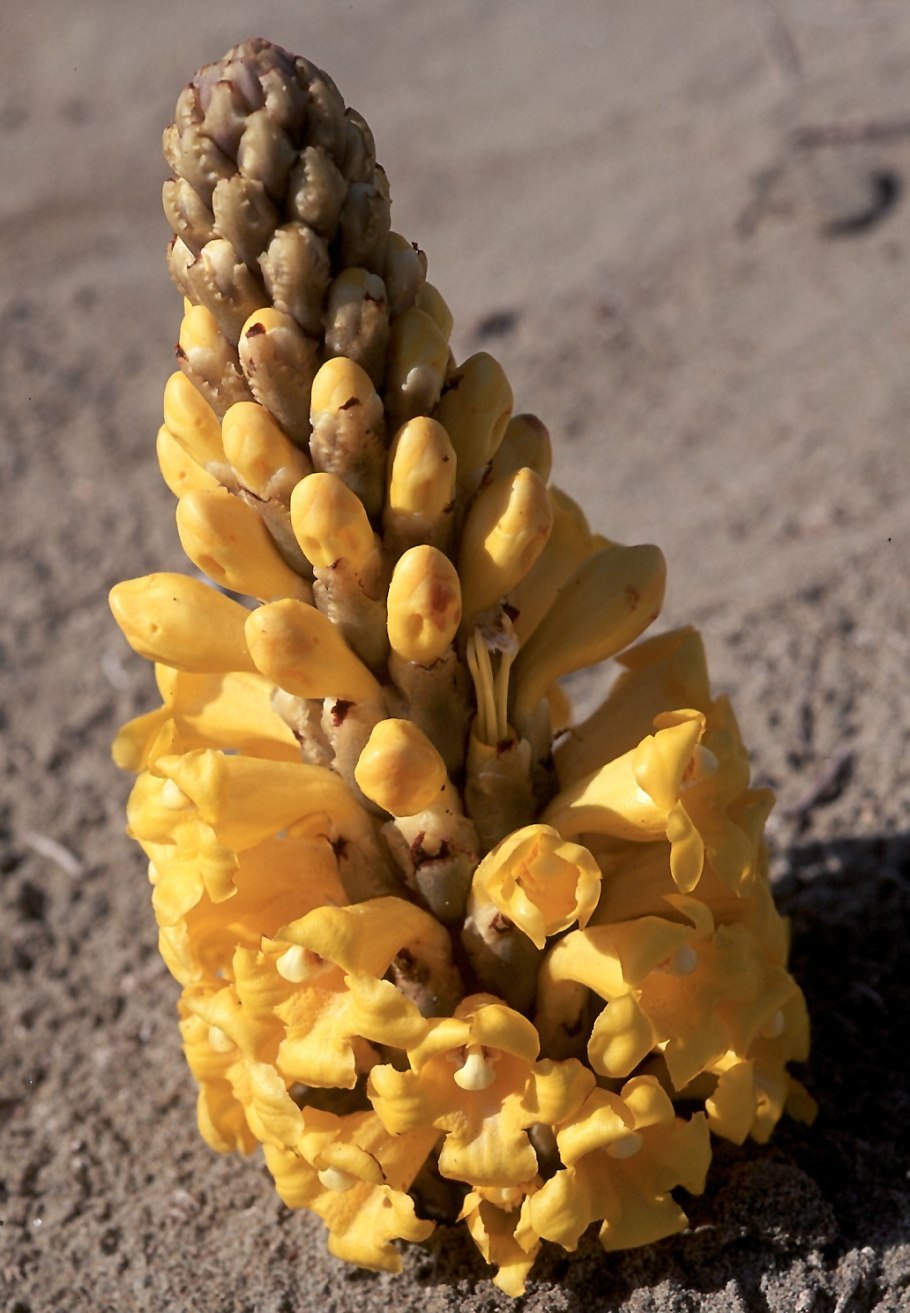Cistanche phelypaea subsp lutea