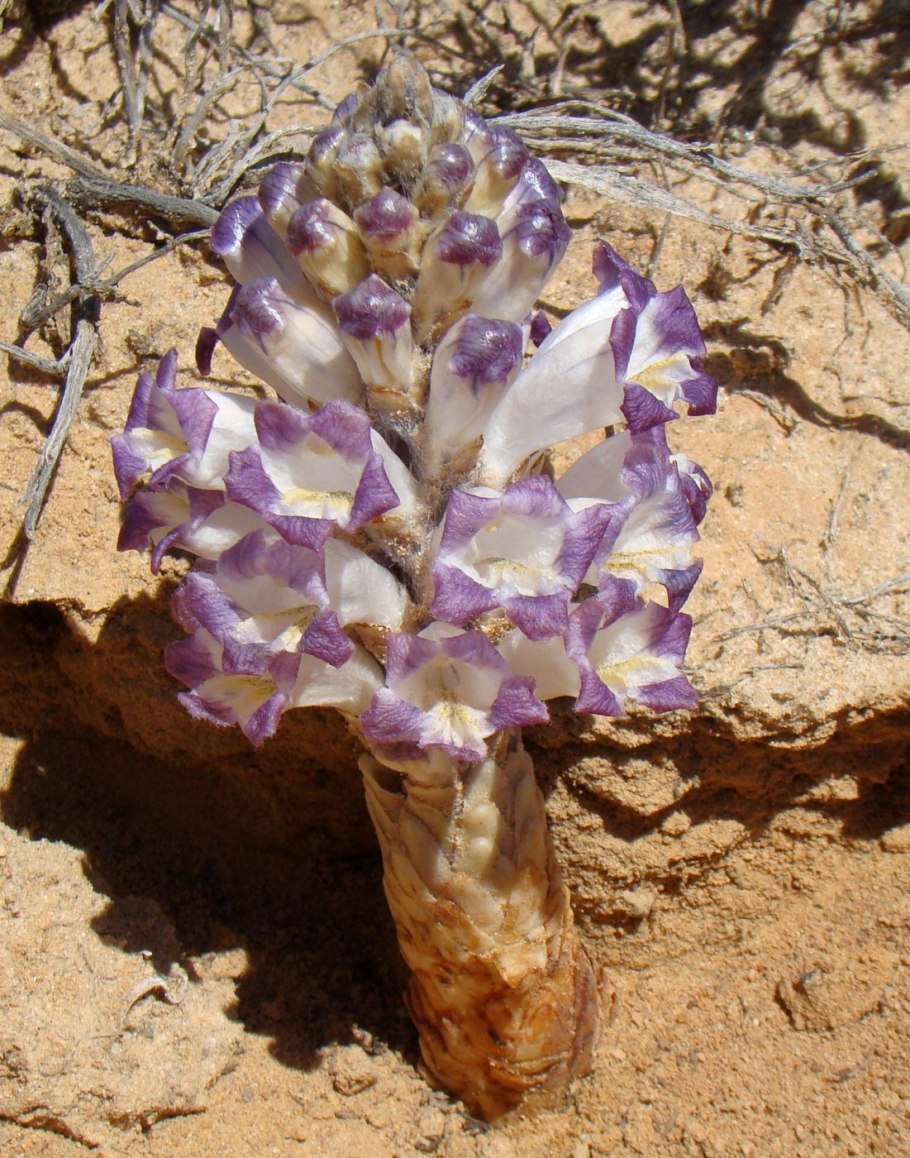 Заразиха цистанхе