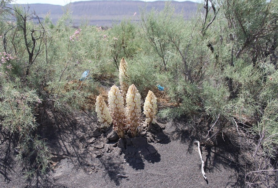 Чай цистанхе