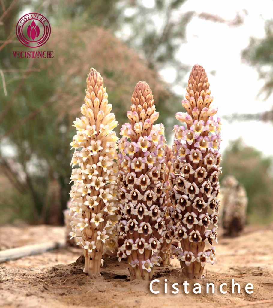 Цистанхе трава