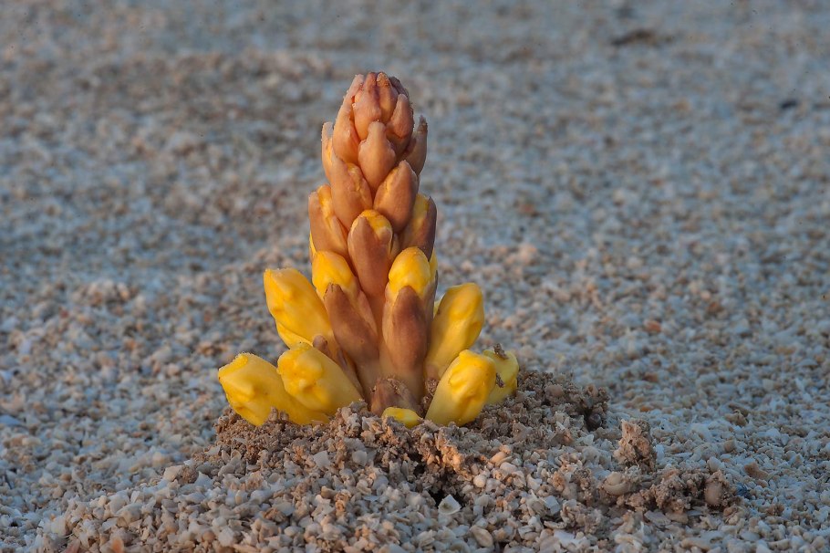 Цистанхе (Cistanche phelypaea)