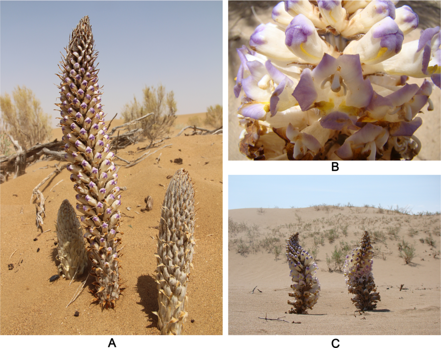 Пустынный гиацинт