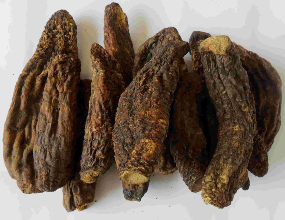 Заразиха цистанхе