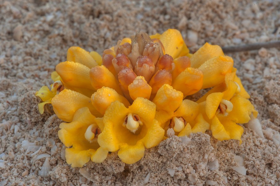 Семейства: Онагровые