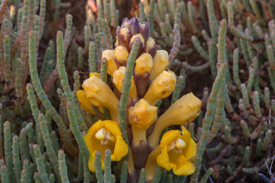 Цистанхе (Cistanche phelypaea)