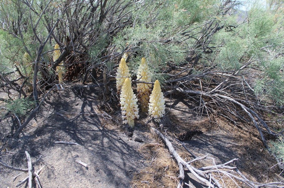 Эфемеры растения Алжир