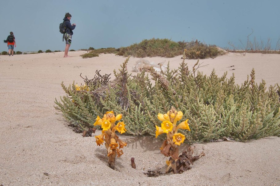 Гигантская пустынная заразиха