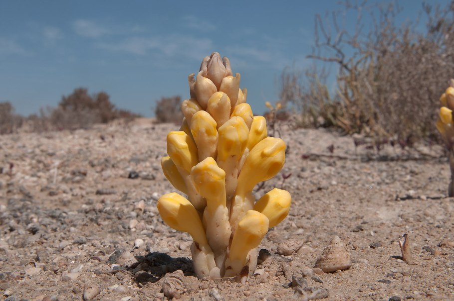 Цистанхе монгольская