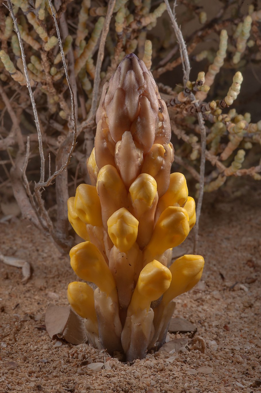 Заразиха цистанхе