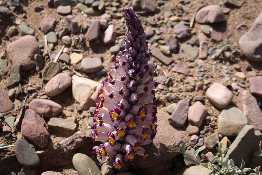 Корень цистанхе трубчатой