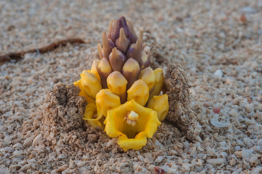 Имбирь3 Cistanche phelypaea