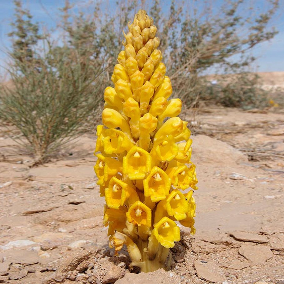 Заразиха цистанхе