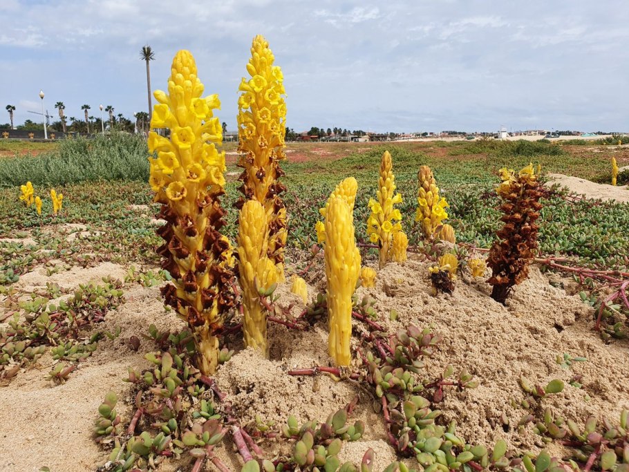 Заразиха цистанхе