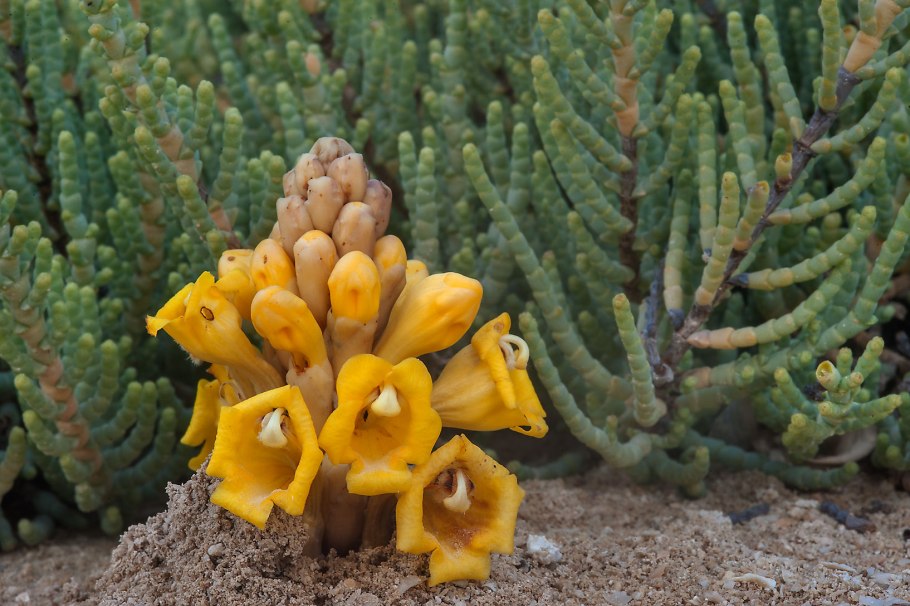 Растение цистанхе