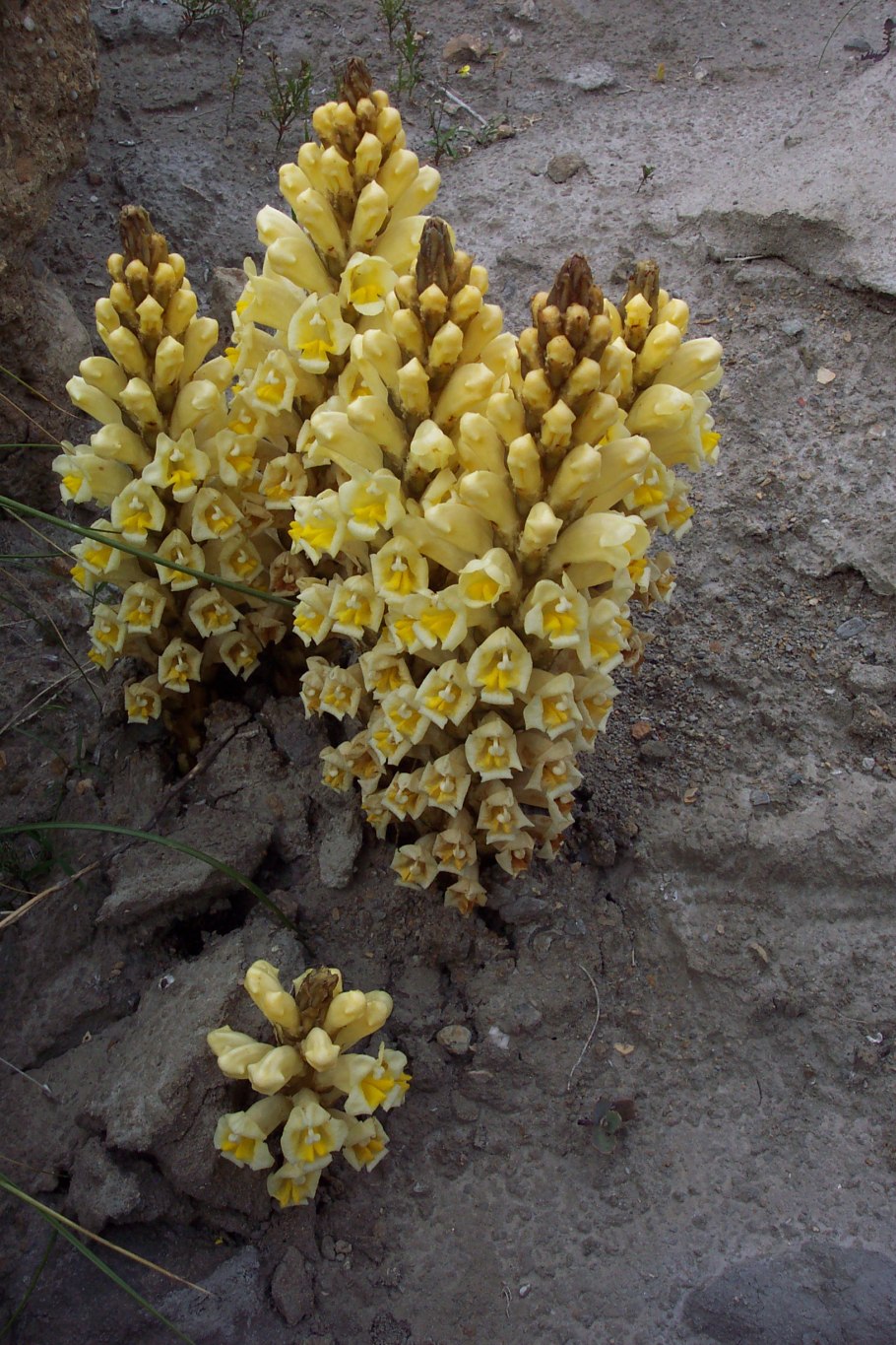 Cistanche phelypaea subsp lutea