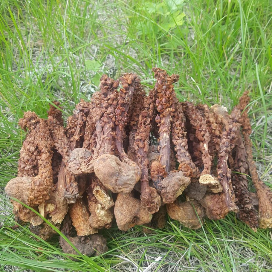 Кринии deserticola