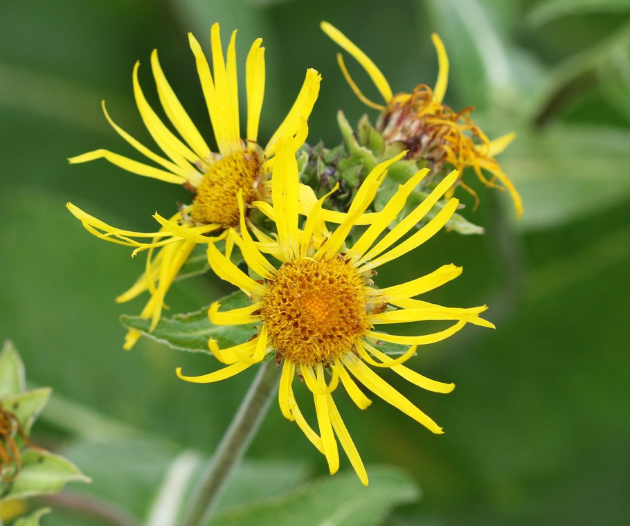 Девясил высокий (Inula Helenium l.)