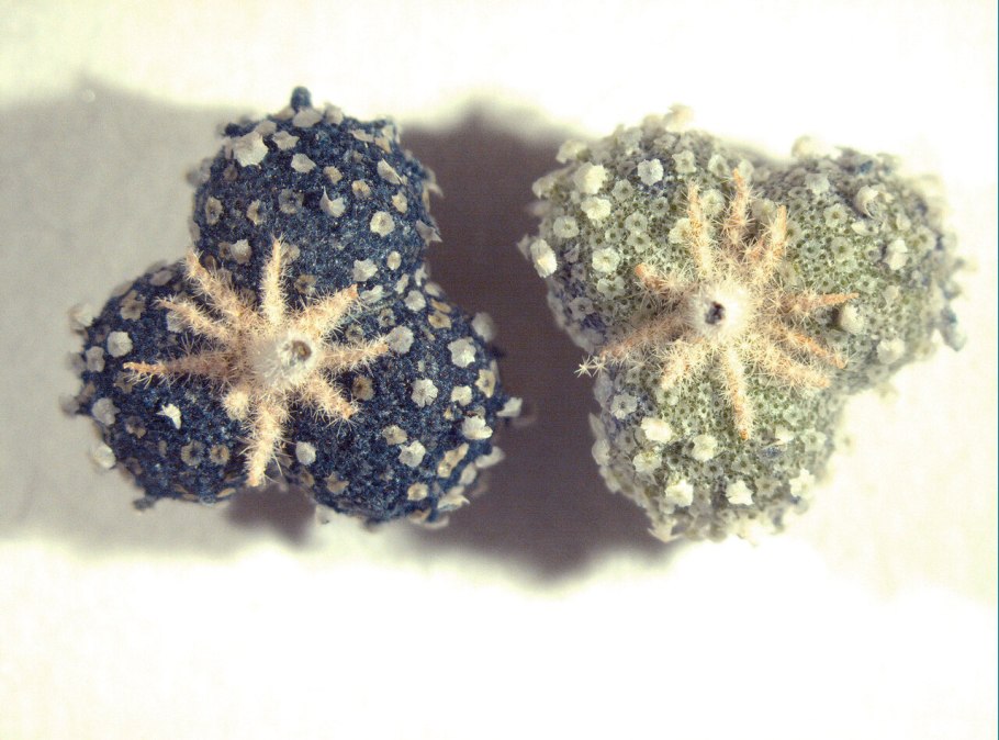 Самый распространенный краситель в средние века