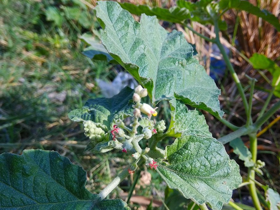 Бигуди BABYLISS Pro babts6gse