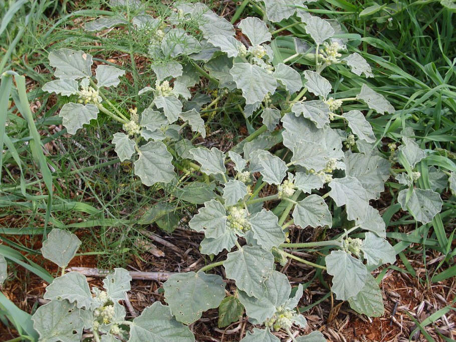 Хрозофора красильная