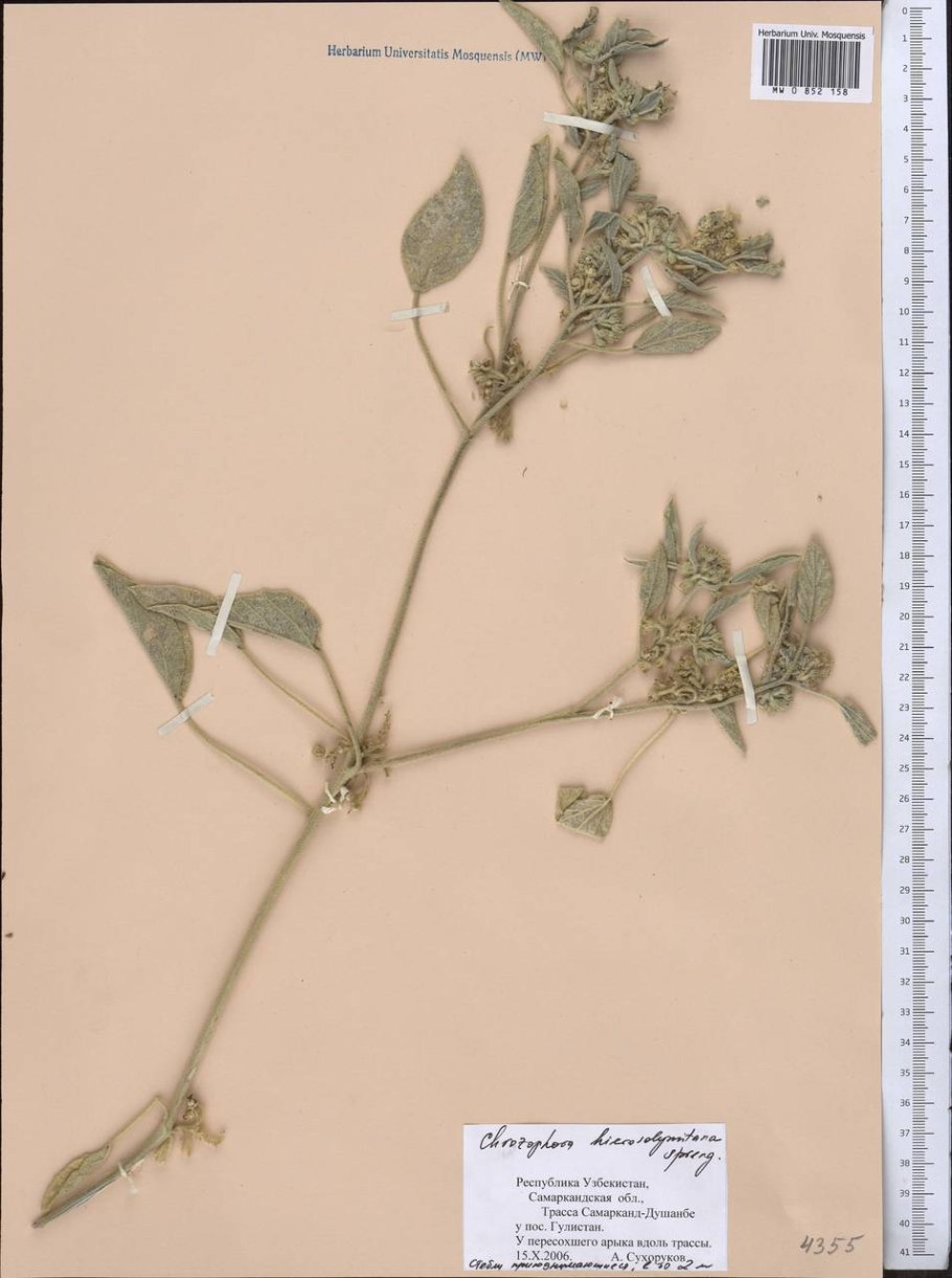 Хрозофора красильная