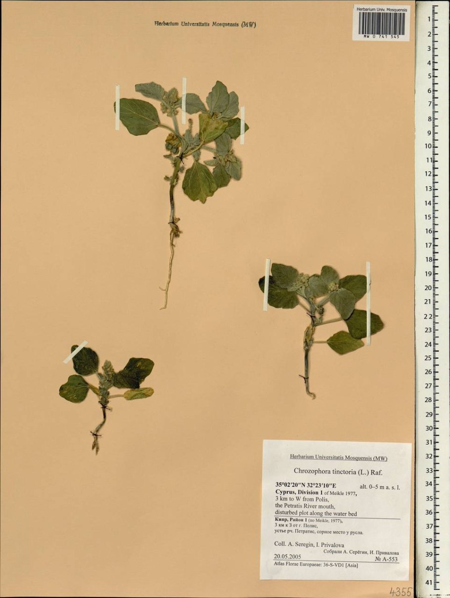 Виды красильные растения примеры