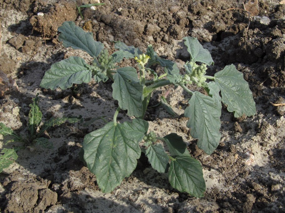 Chrozophora tinctoria (Хрозофора красильная).