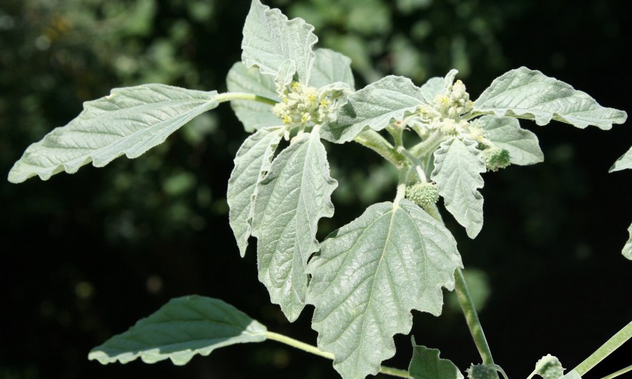 Хрозофора красильная