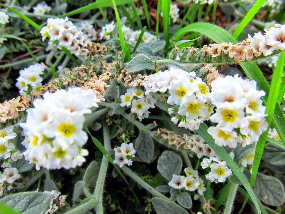 Средневековые рукописи молитвы