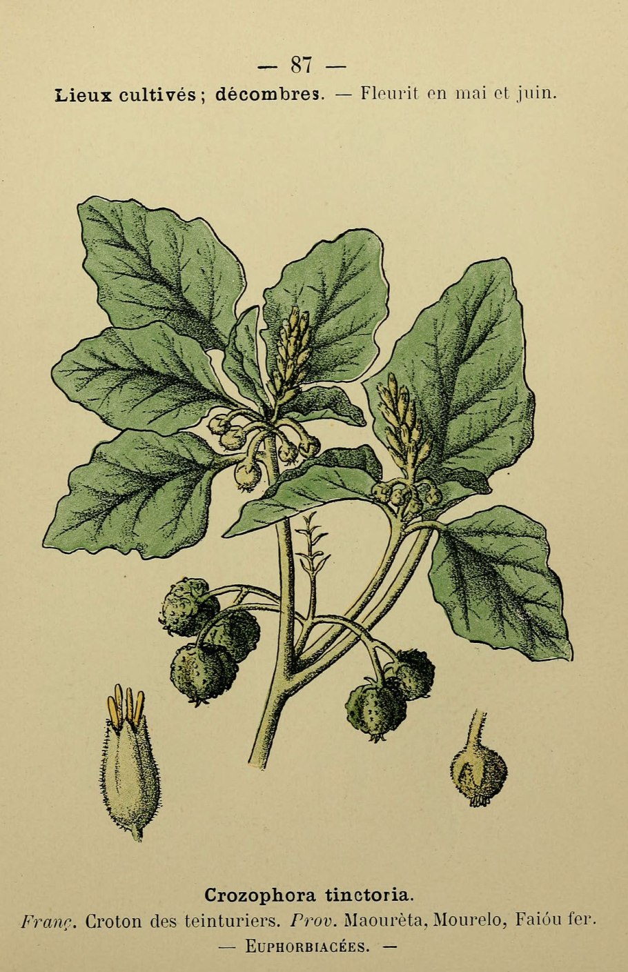 Мегахилиды Уоллеса