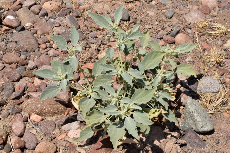 Дорема Песчаная