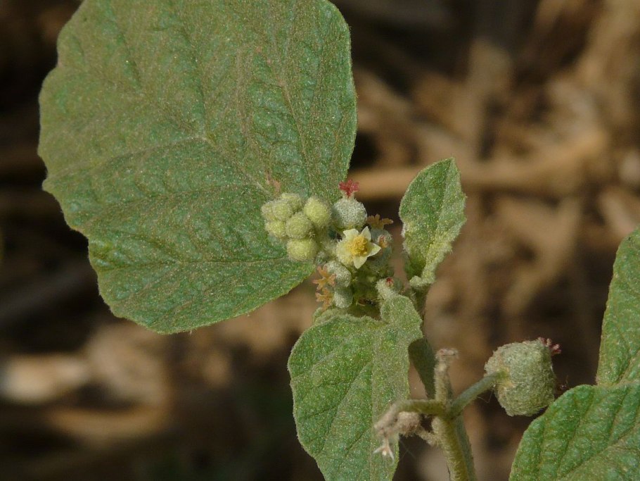 Марена подмаренниковидная