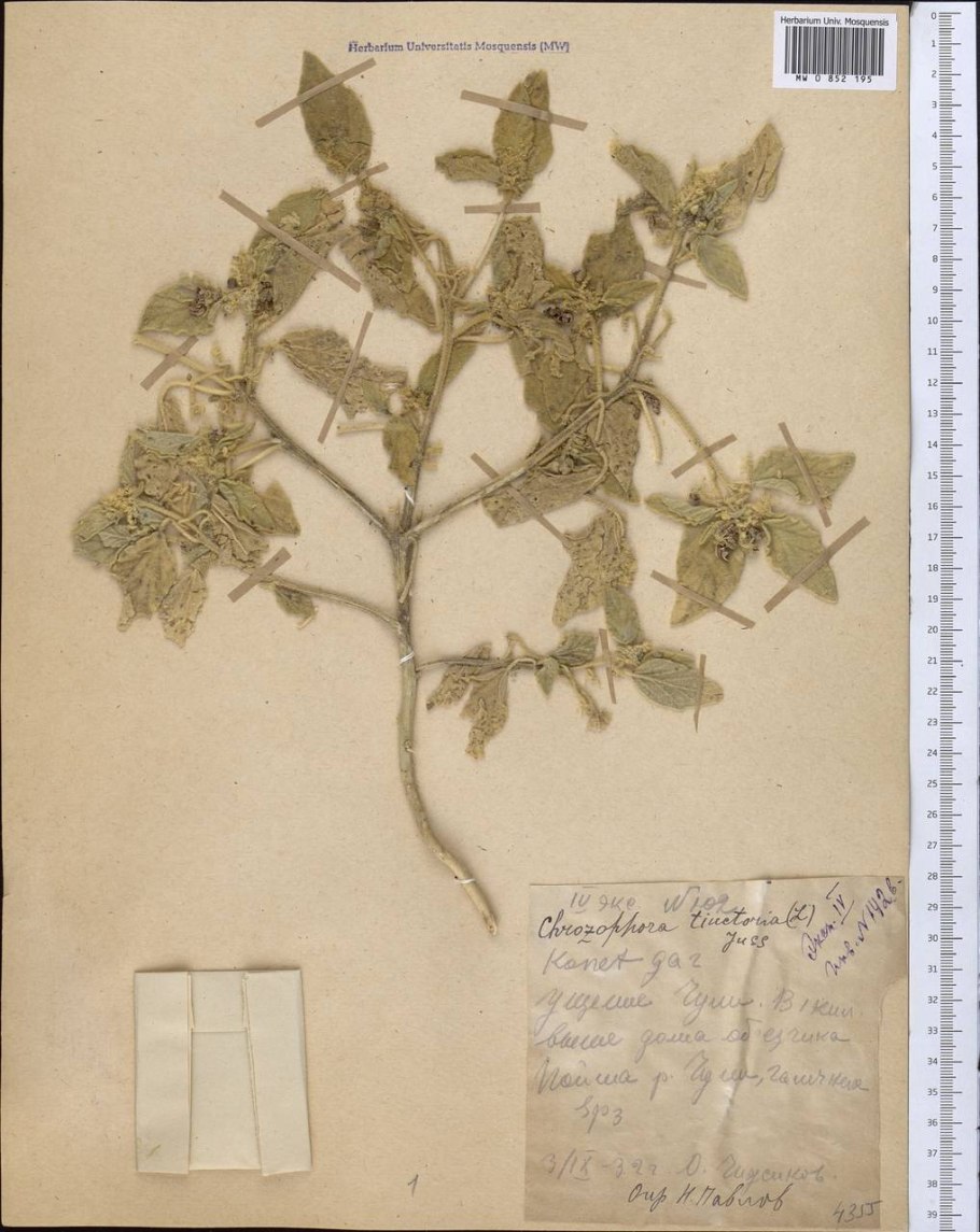 Chrozophora tinctoria